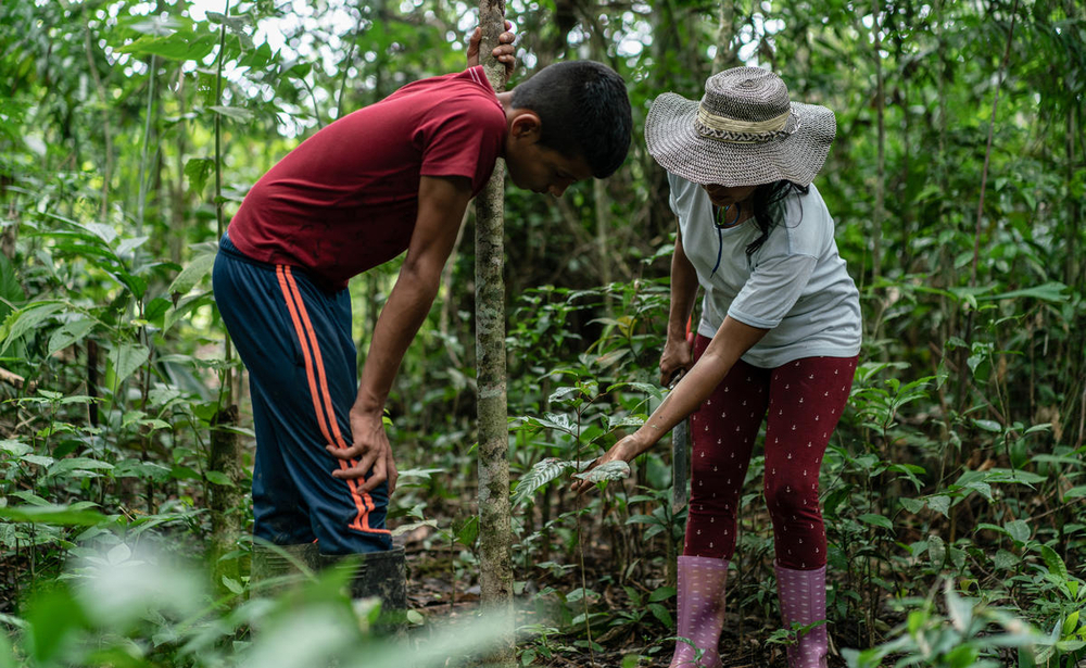 People looing at plants in the forest