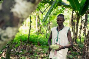 Man cocoa farming