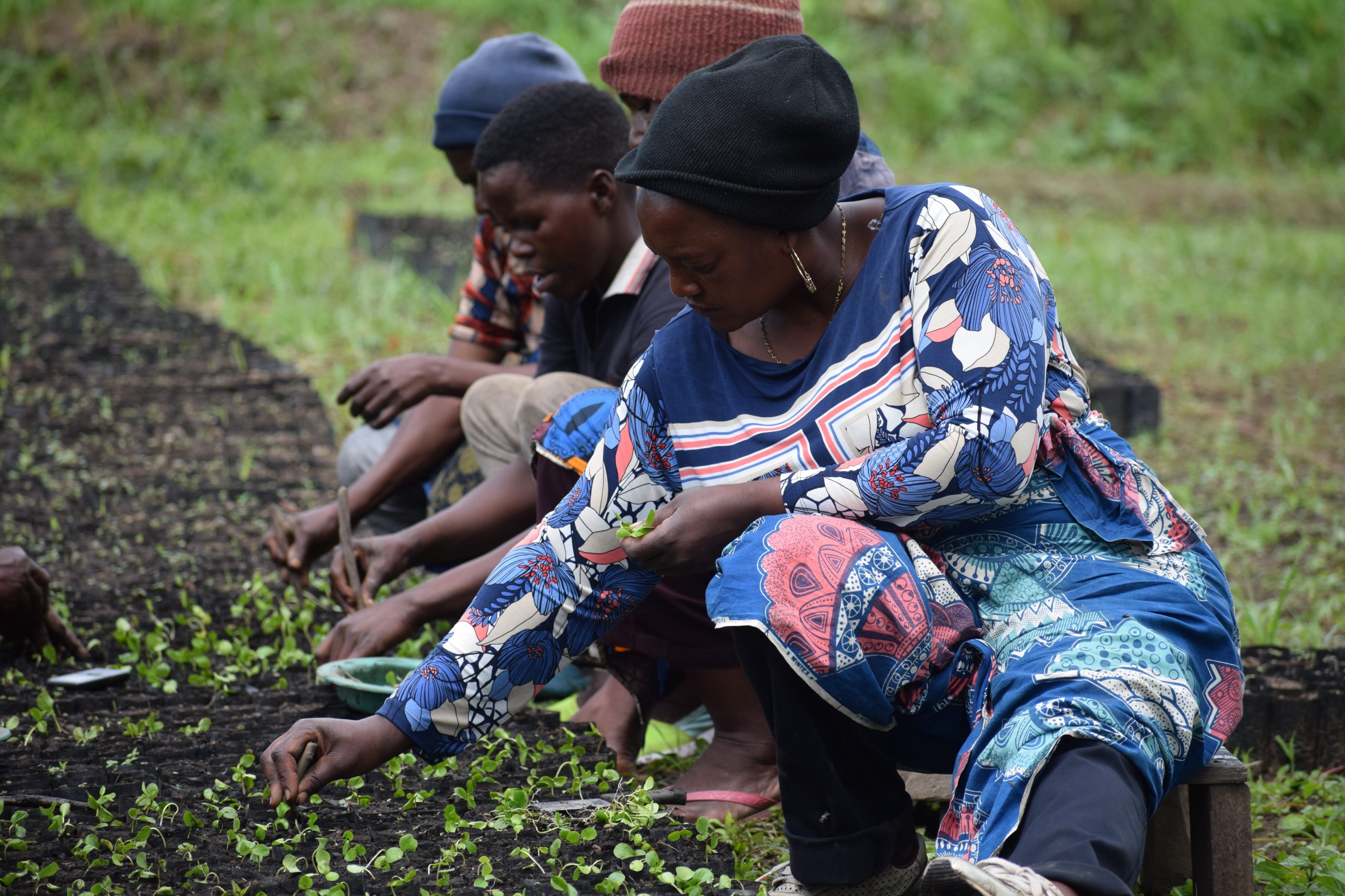 Local community planting seedlings