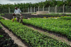 Men inspecting seedlings in a tree nursery